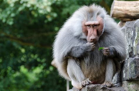 cul de singe rouge|Babouin Hamadryas : description du singe